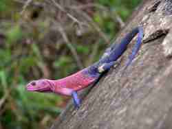 Highly compressed (too low in resolution) photo of a colourful lizard showing bluring.