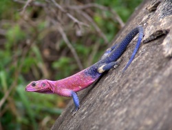 High-quality image of a colourful lizard showing sharp outlines and clear definition.